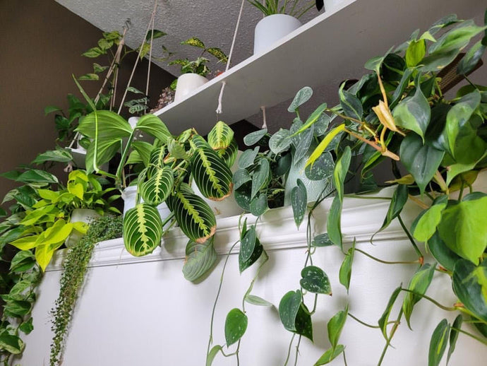 House Plants for Beginners from @_plant_story_